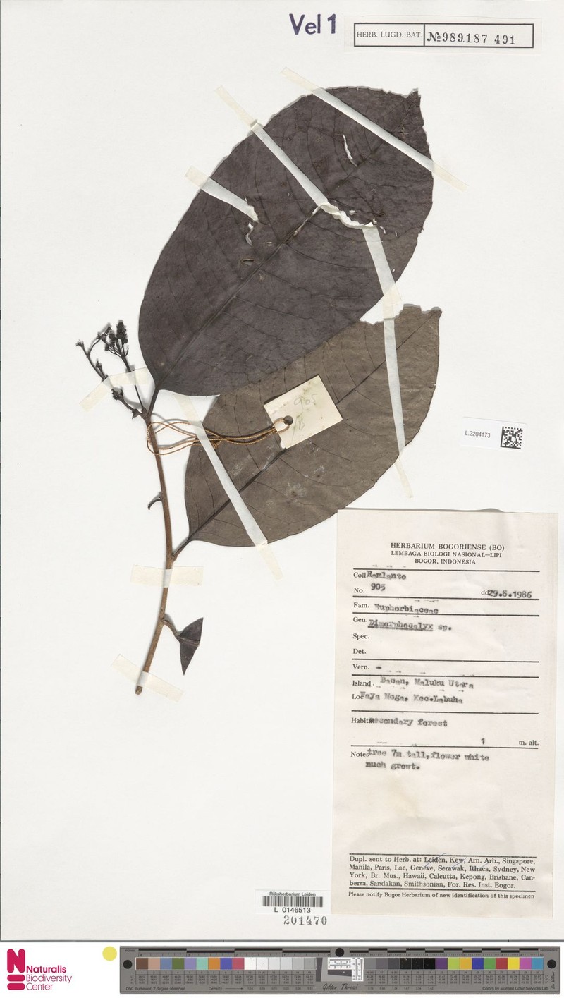 Tritaxis moluccensis photo 2
