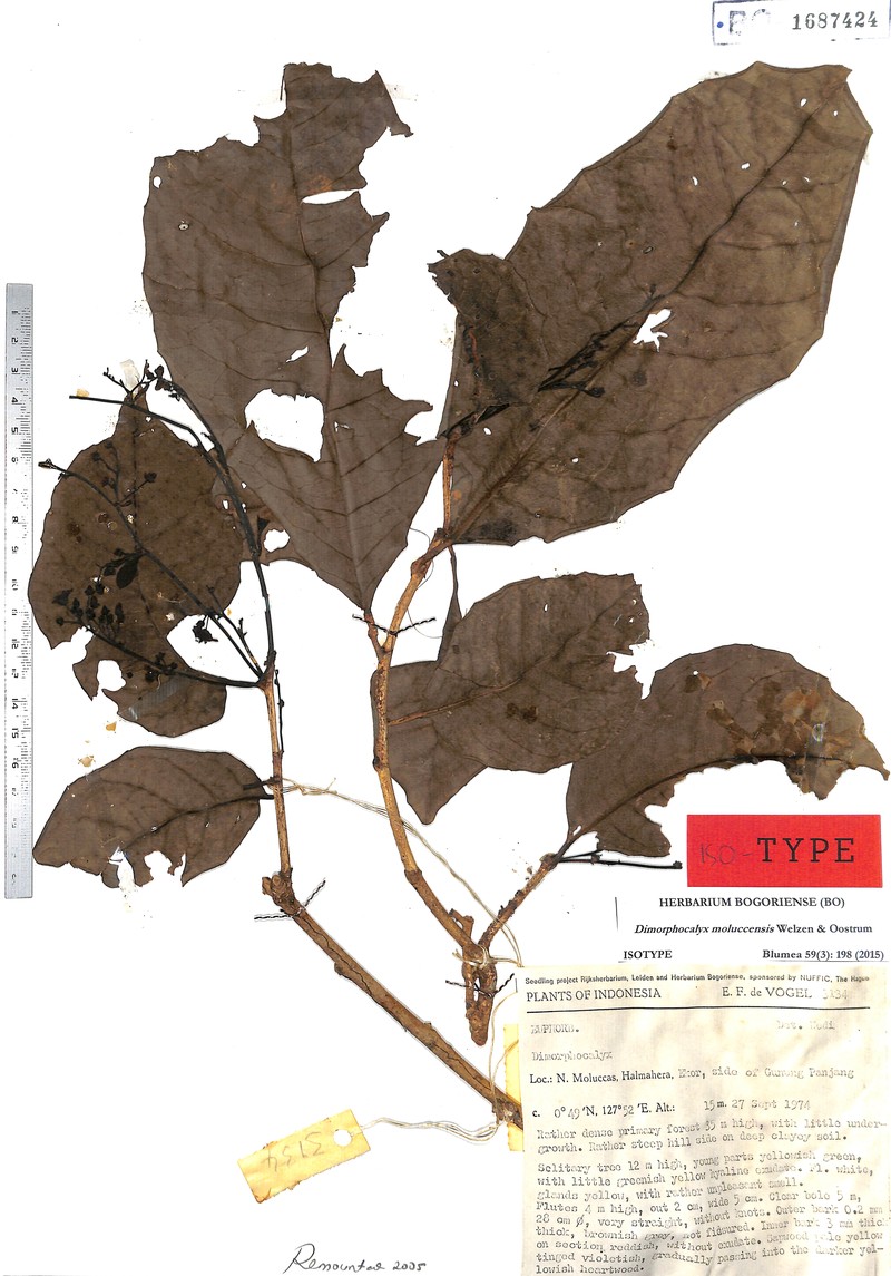 Tritaxis moluccensis photo 4