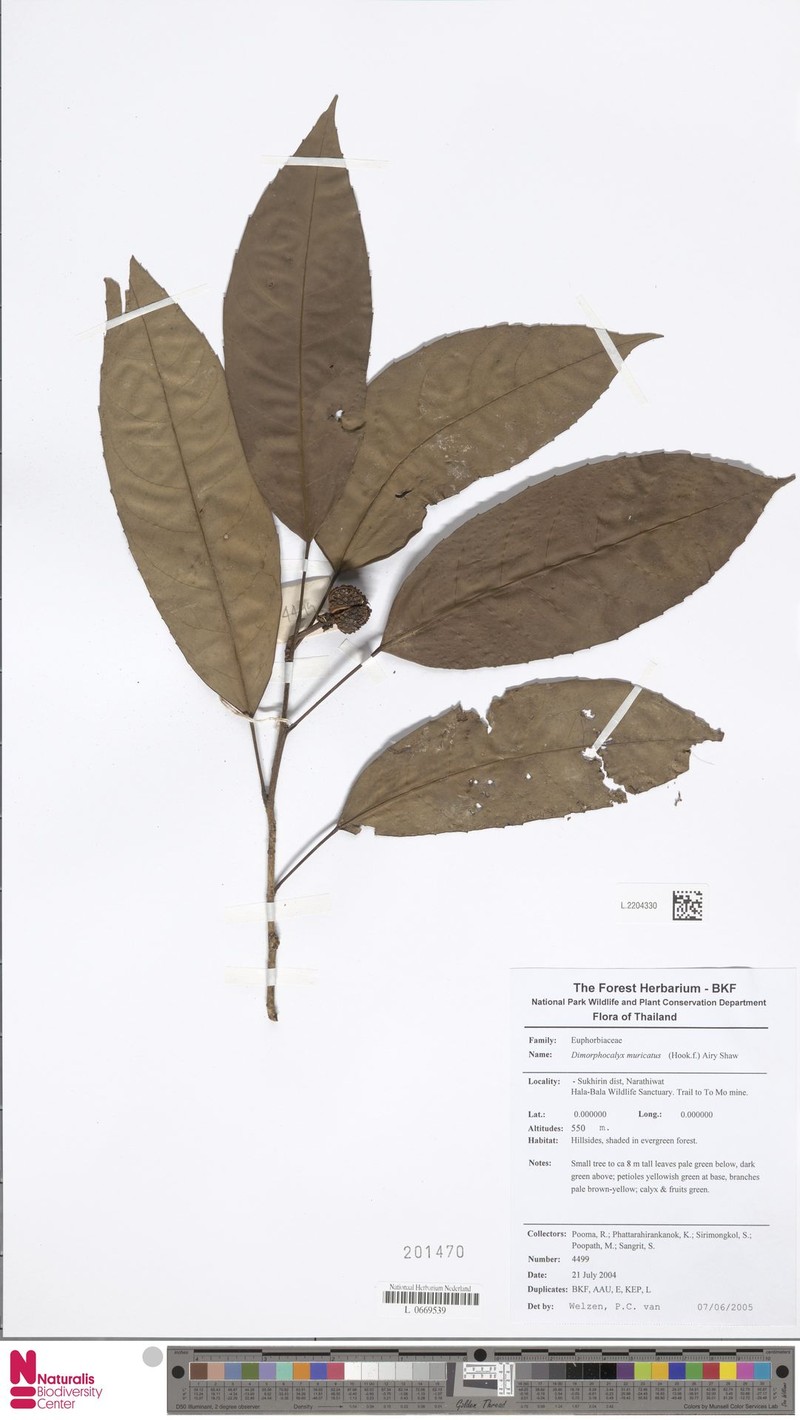 Tritaxis muricata