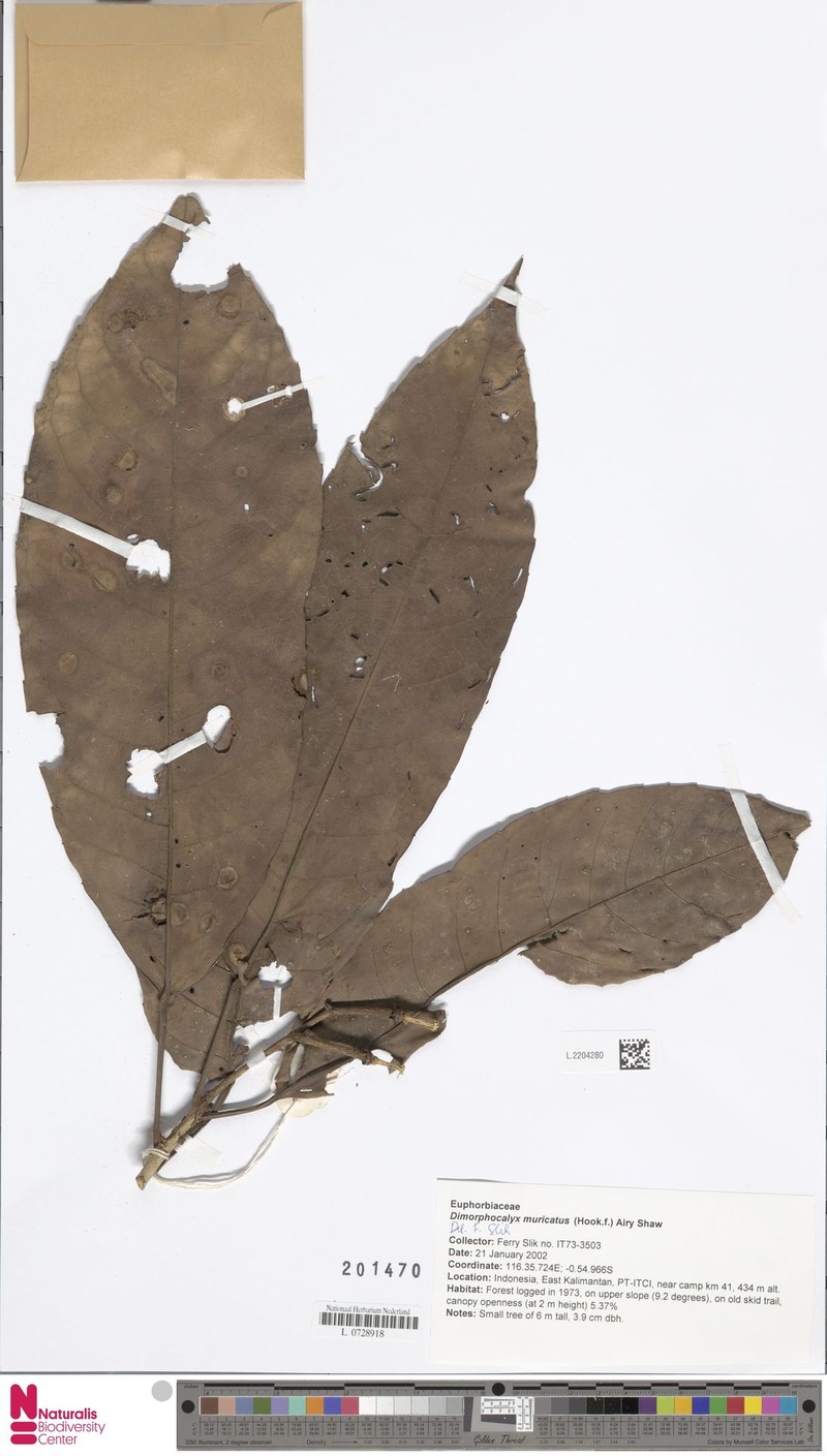 Tritaxis muricata photo 2