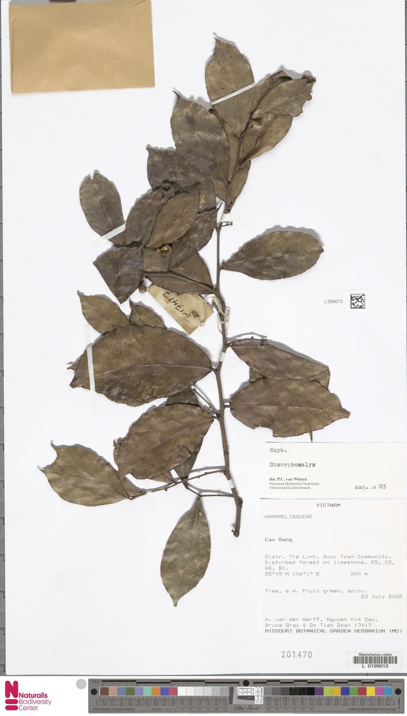 Tritaxis muricata photo 3