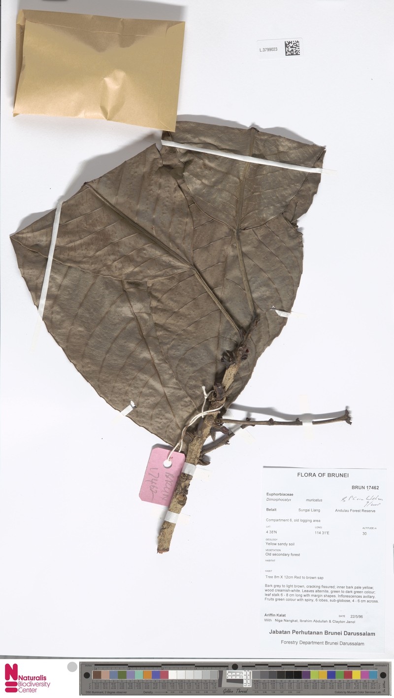 Tritaxis muricata photo 4