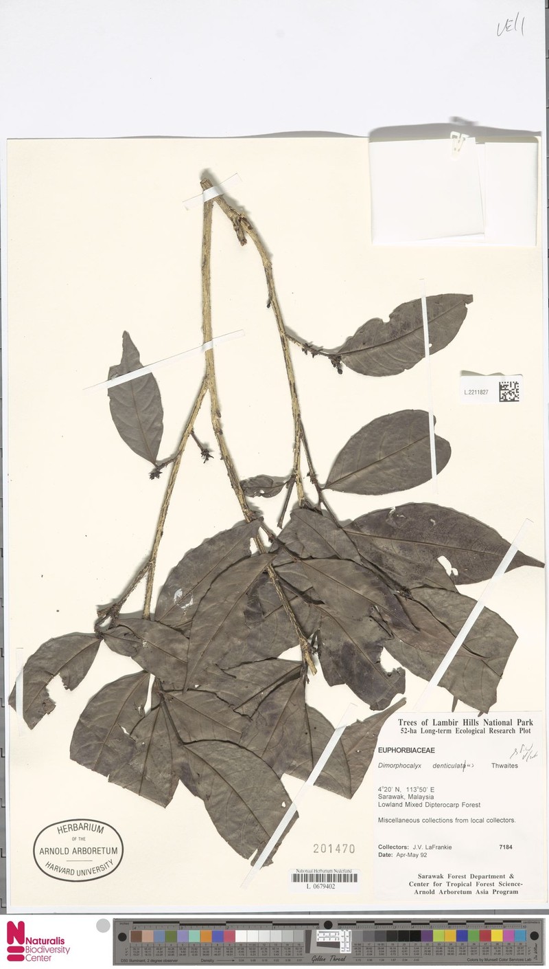 Tritaxis pauciflora