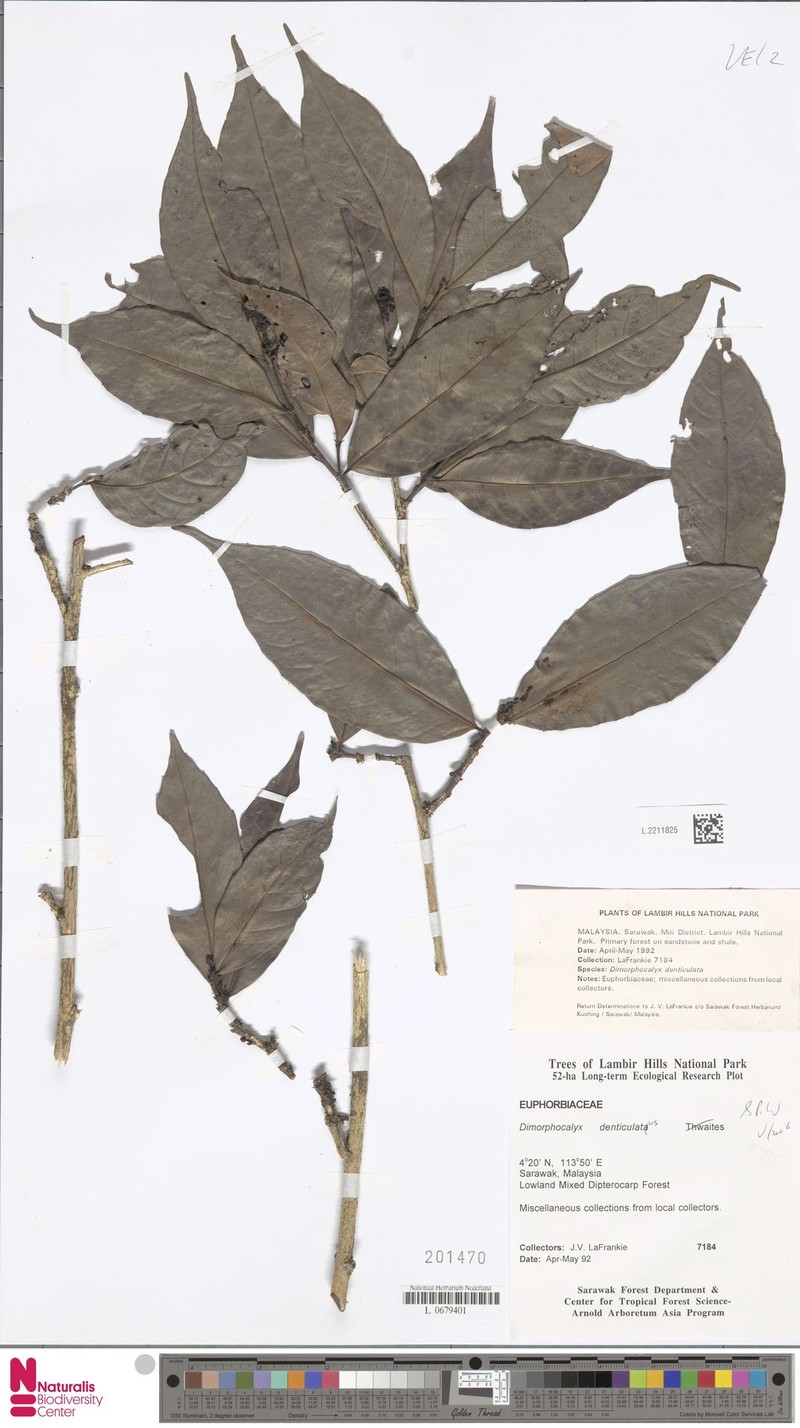Tritaxis pauciflora photo 2