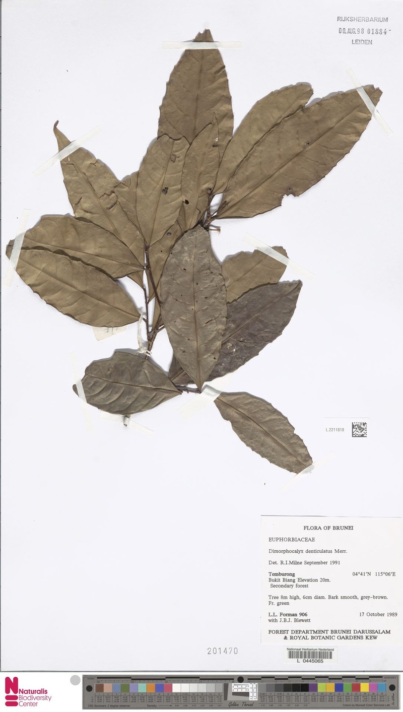 Tritaxis pauciflora photo 3