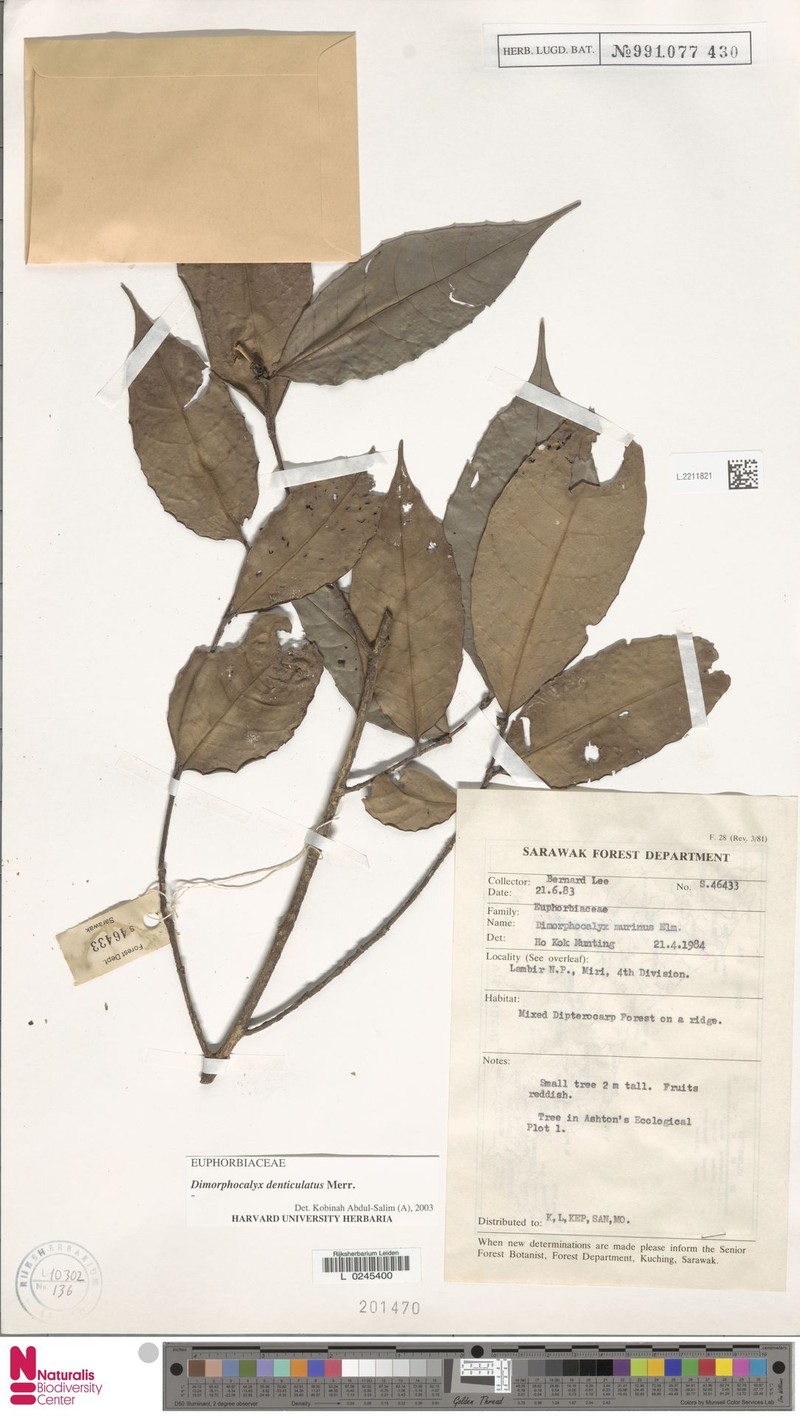 Tritaxis pauciflora photo 4
