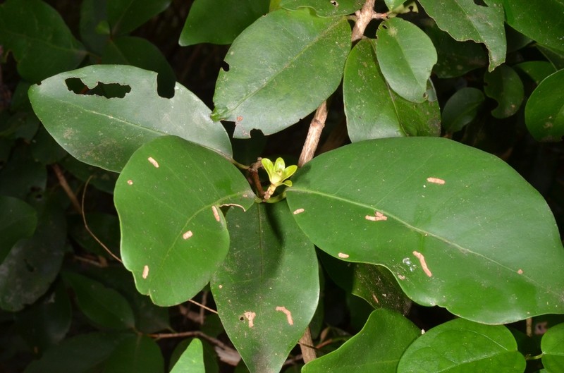 Tritaxis poilanei