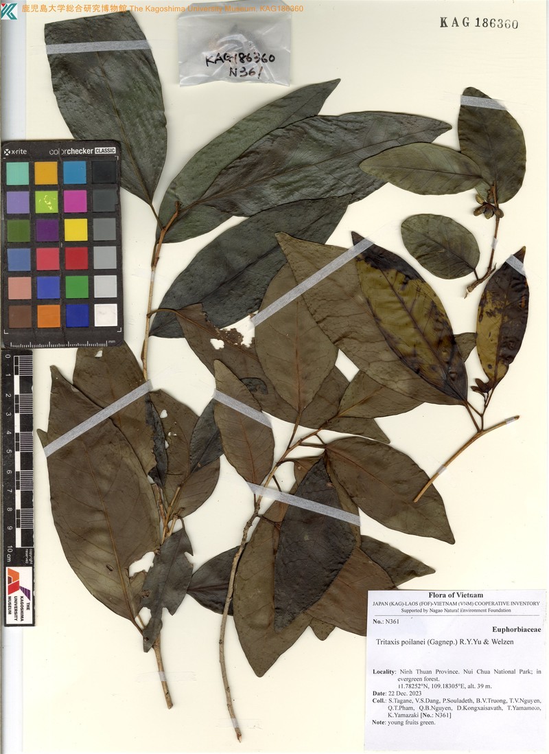 Tritaxis poilanei photo 2