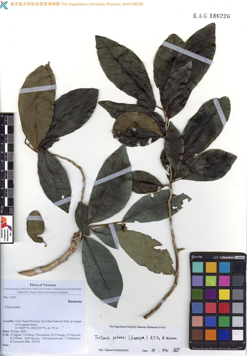 Tritaxis poilanei photo 3
