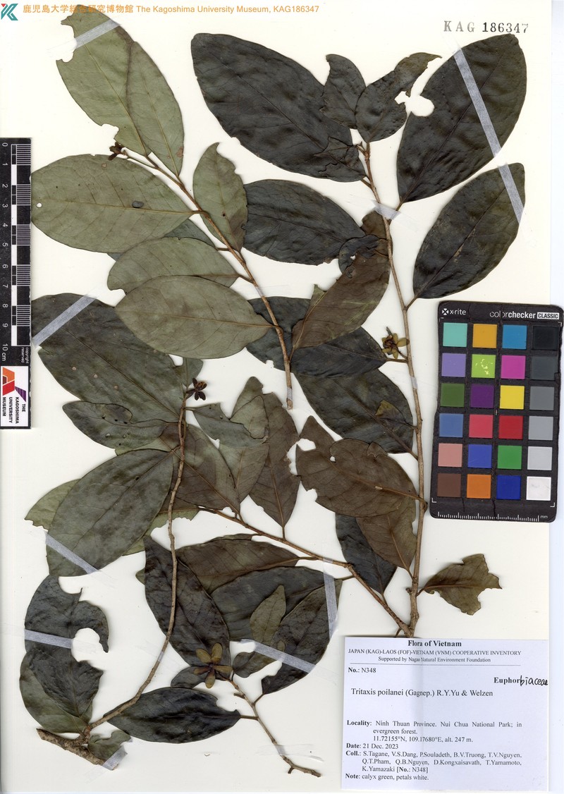 Tritaxis poilanei photo 4