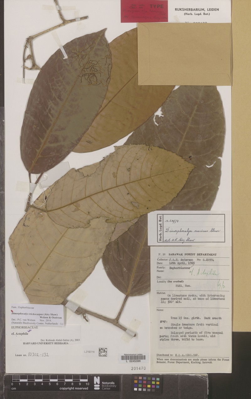 Tritaxis trichocarpa