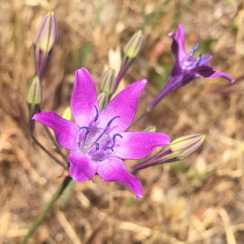 Bridges' Brodiaea photo 3