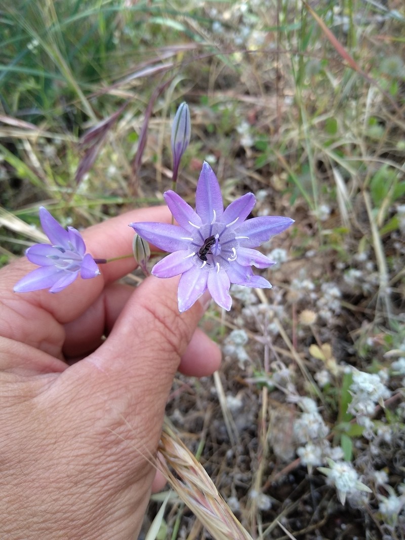 Bridges' Brodiaea photo 4