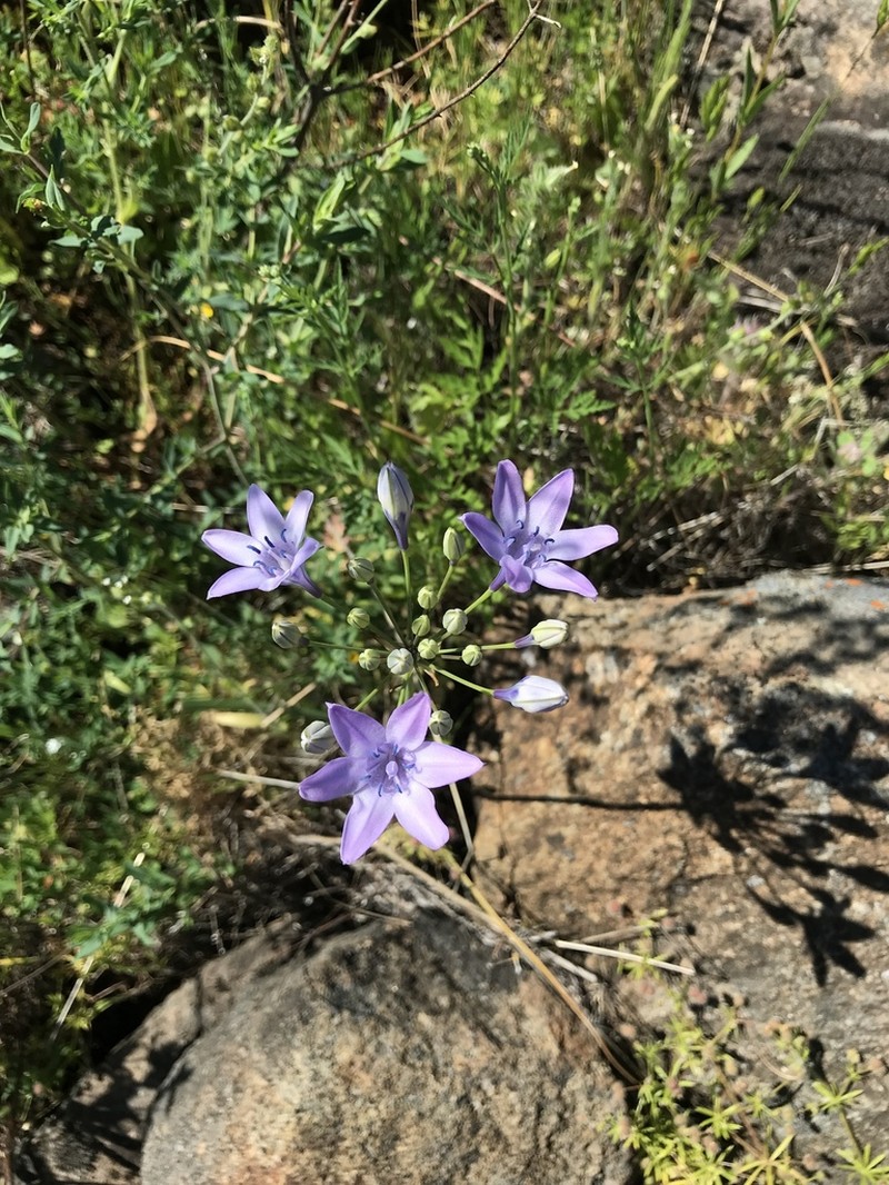 Bridges' Brodiaea photo 5
