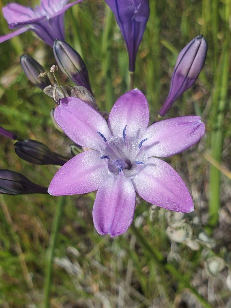 Bridges' Brodiaea photo 6