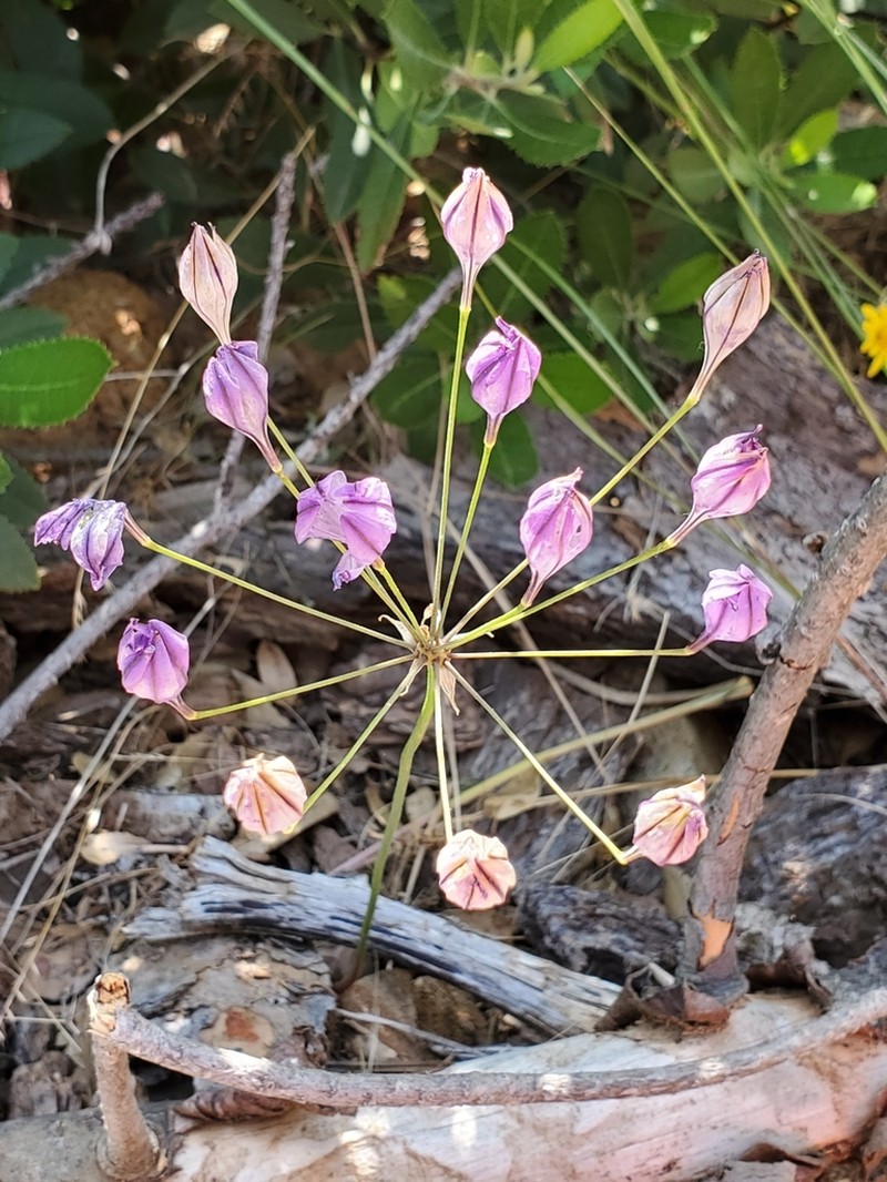 Bridges' Brodiaea photo 7