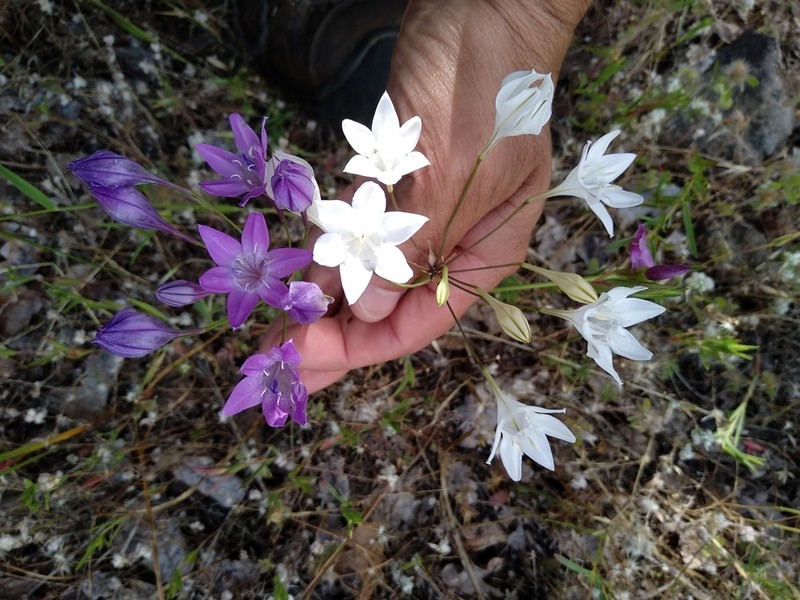Bridges' Brodiaea photo 8