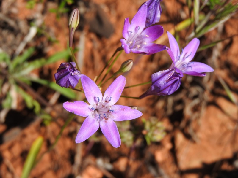 Bridges' Brodiaea