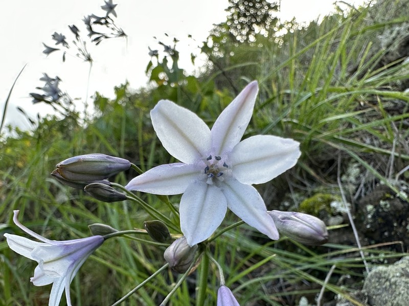 San Clemente Island Triteleia photo 3