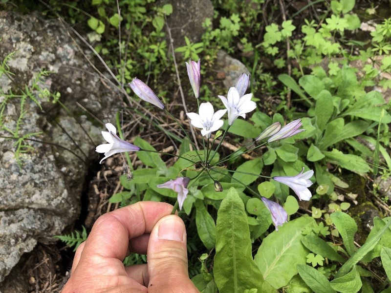 San Clemente Island Triteleia photo 4