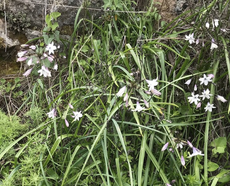 San Clemente Island Triteleia photo 5