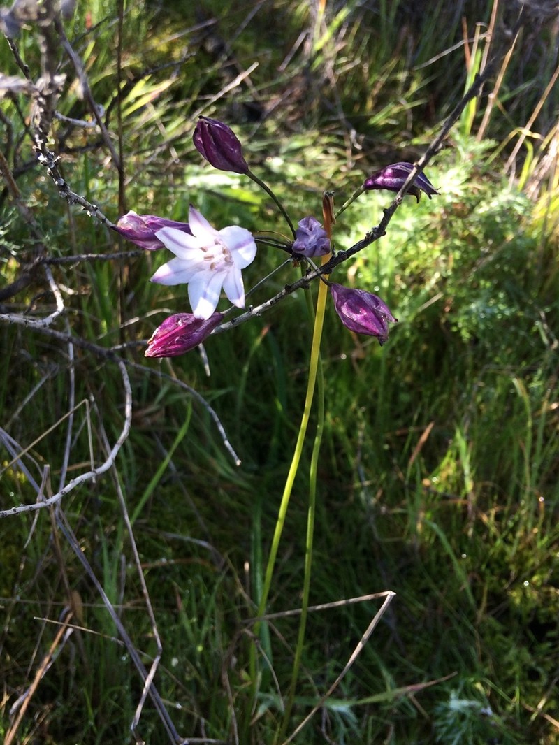 San Clemente Island Triteleia photo 6