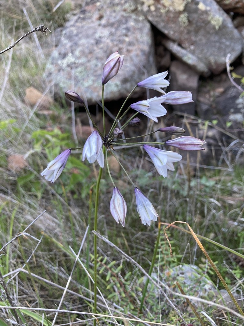 San Clemente Island Triteleia photo 7