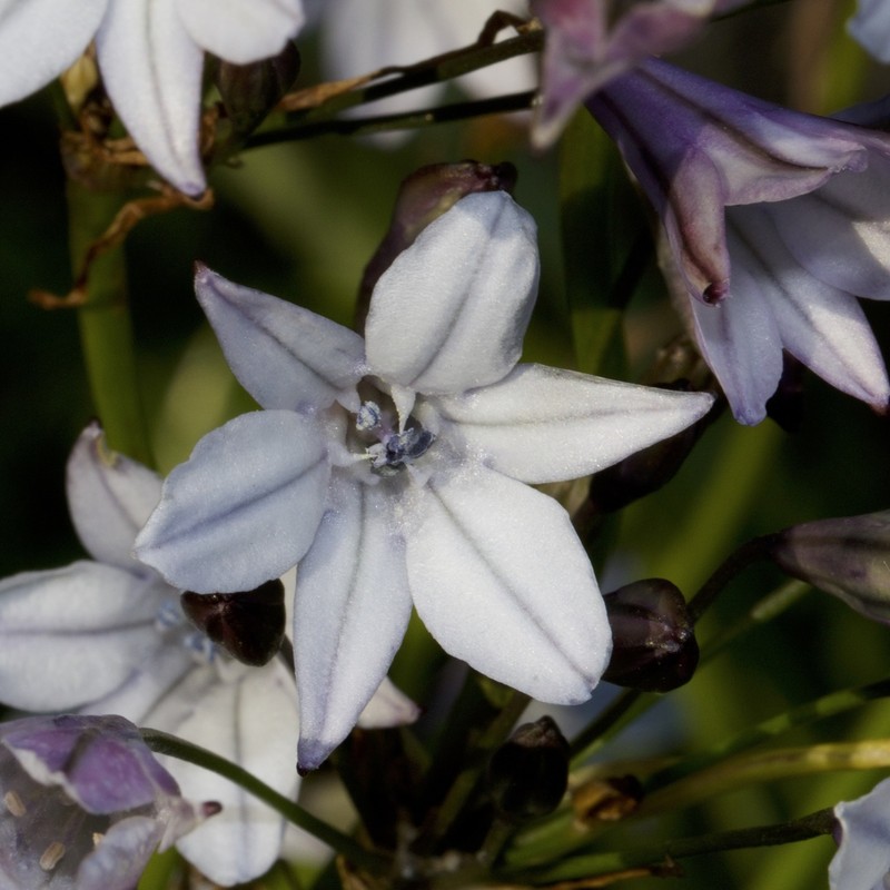 San Clemente Island Triteleia photo 8