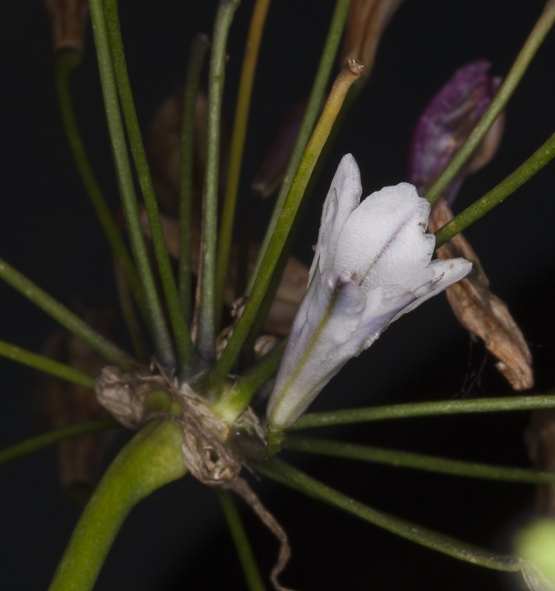 San Clemente Island Triteleia