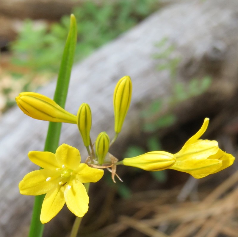 Yellow Triteleia photo 2
