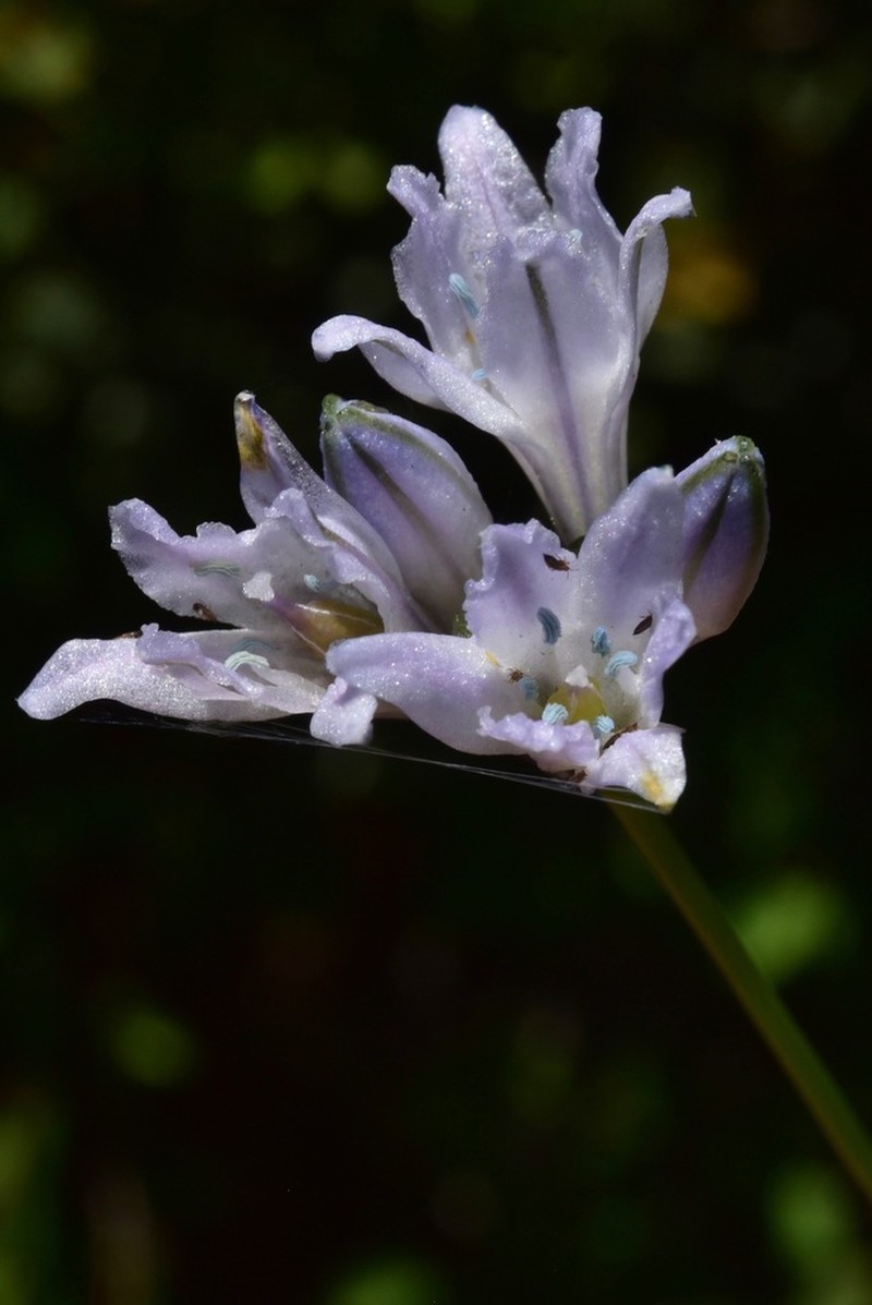 Yellow Triteleia photo 3