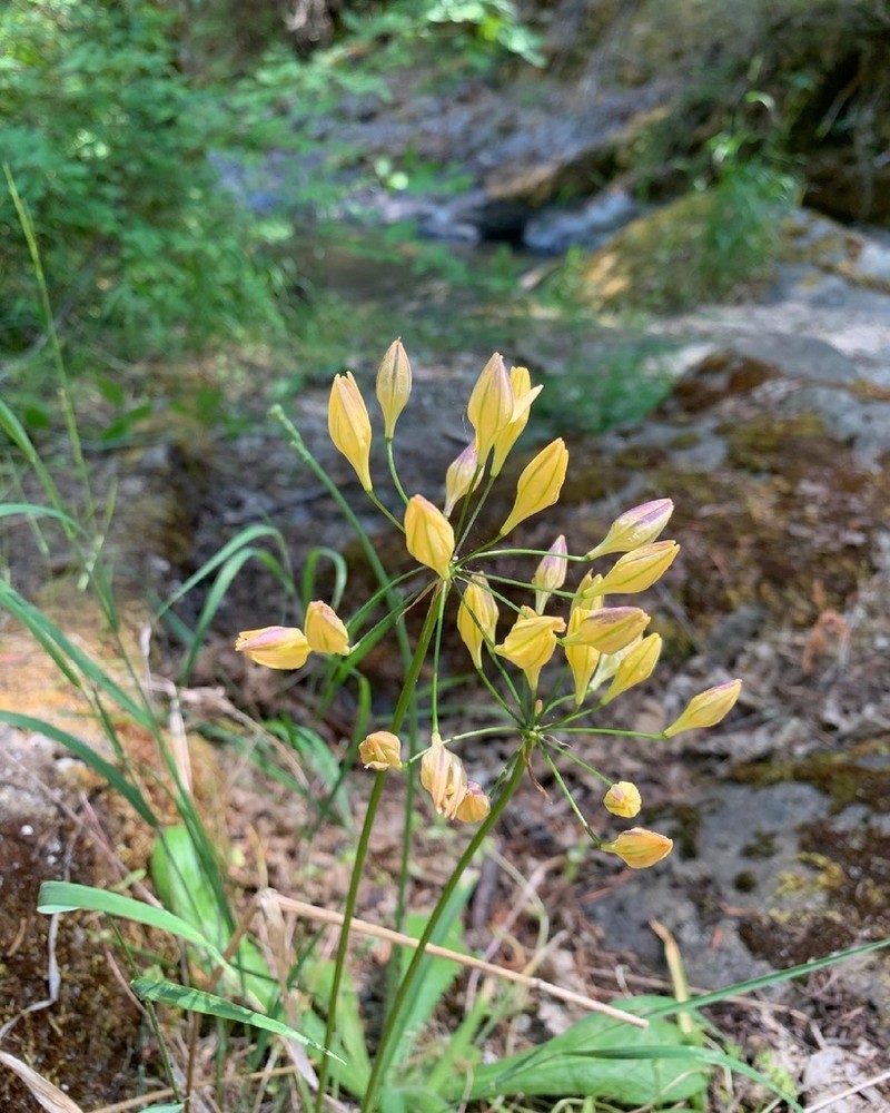 Yellow Triteleia photo 4