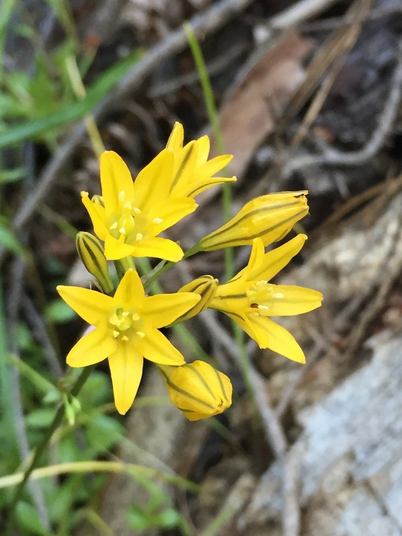 Yellow Triteleia photo 7