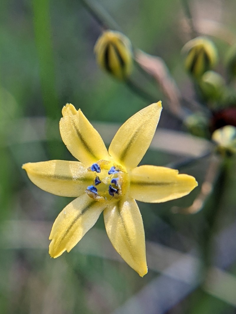 Dudley's Triteleia photo 3