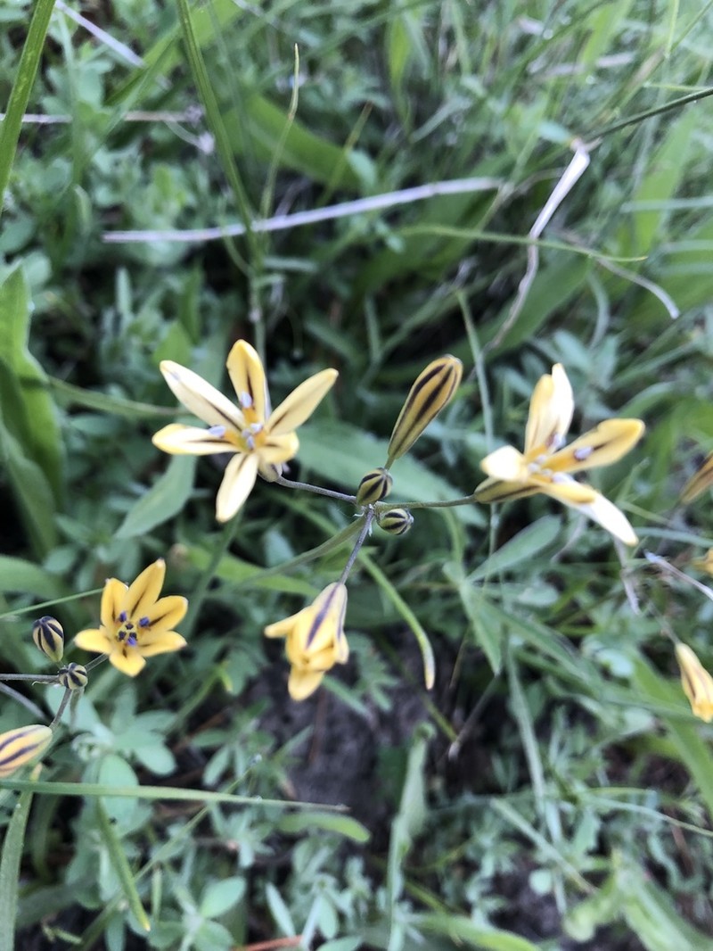 Dudley's Triteleia photo 4