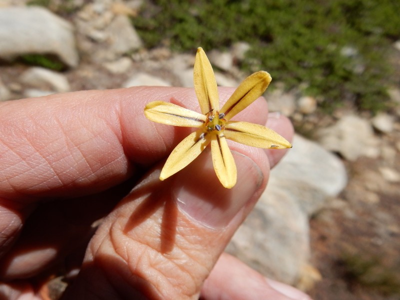 Dudley's Triteleia photo 5