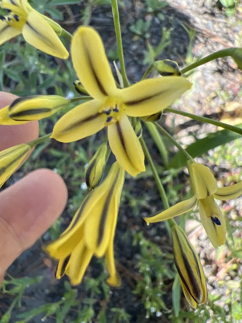 Dudley's Triteleia photo 6