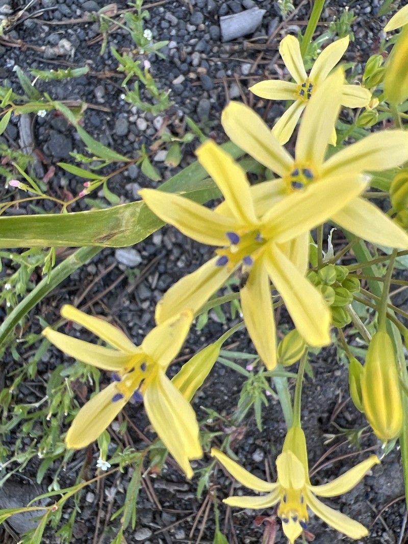 Dudley's Triteleia photo 7