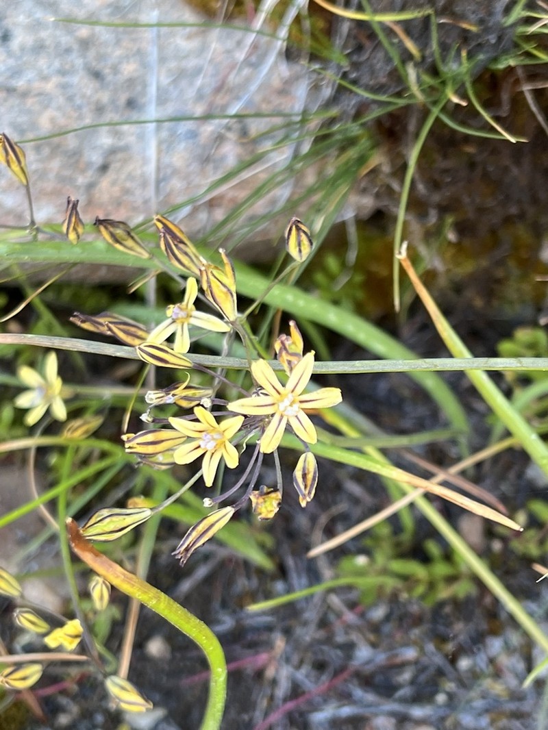 Dudley's Triteleia photo 8