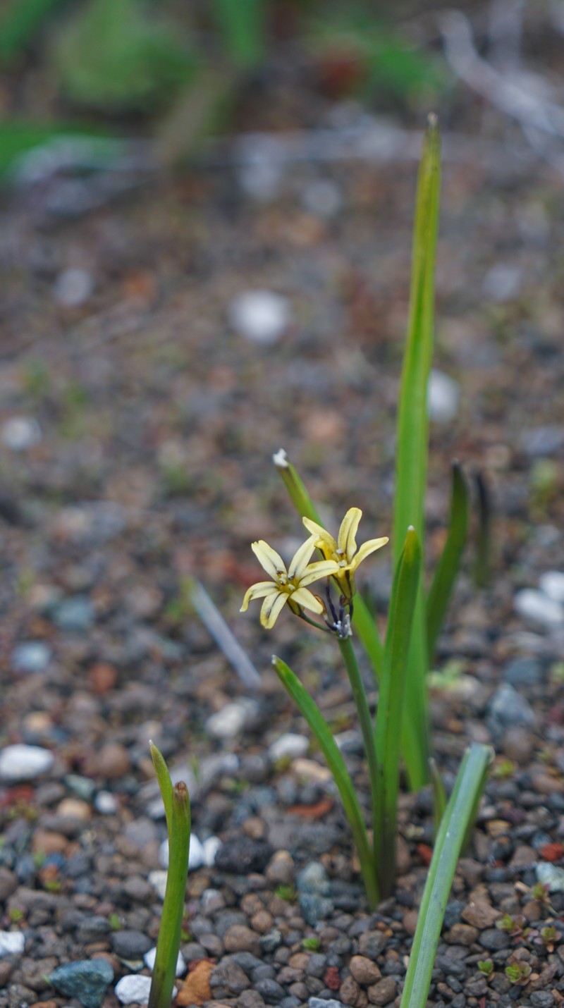 Dudley's Triteleia