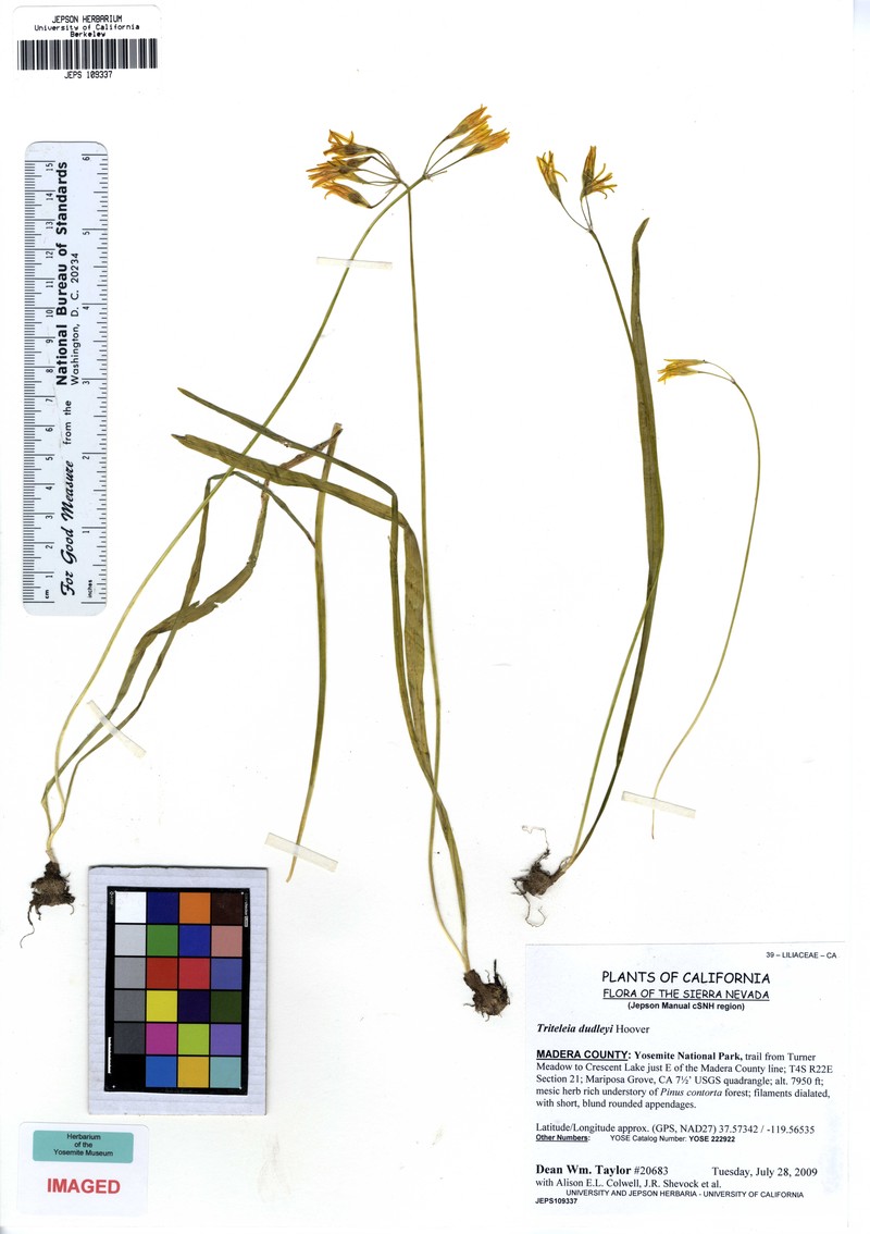 Dudley's Triteleia photo 2