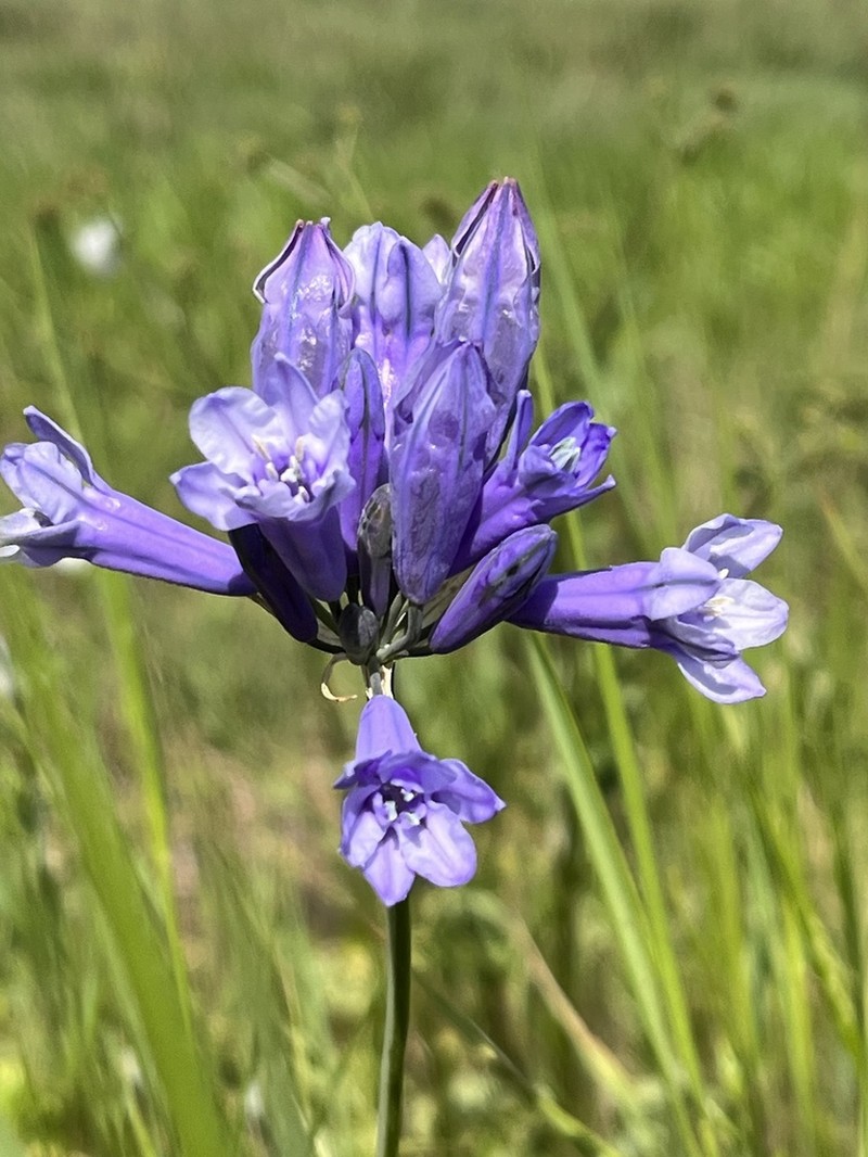 Largeflower Triteleia photo 3