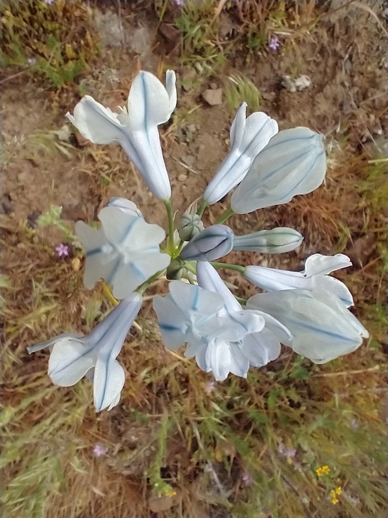 Largeflower Triteleia photo 5