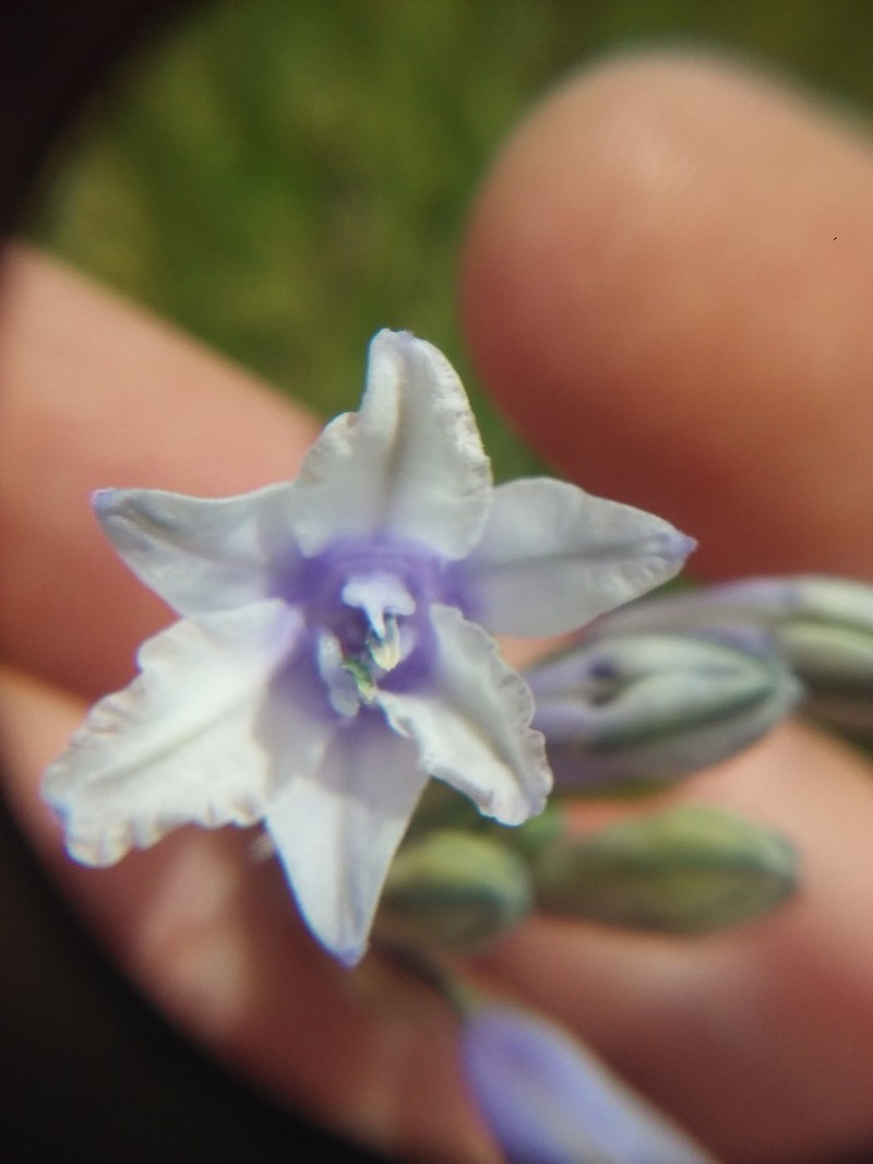 Largeflower Triteleia photo 6