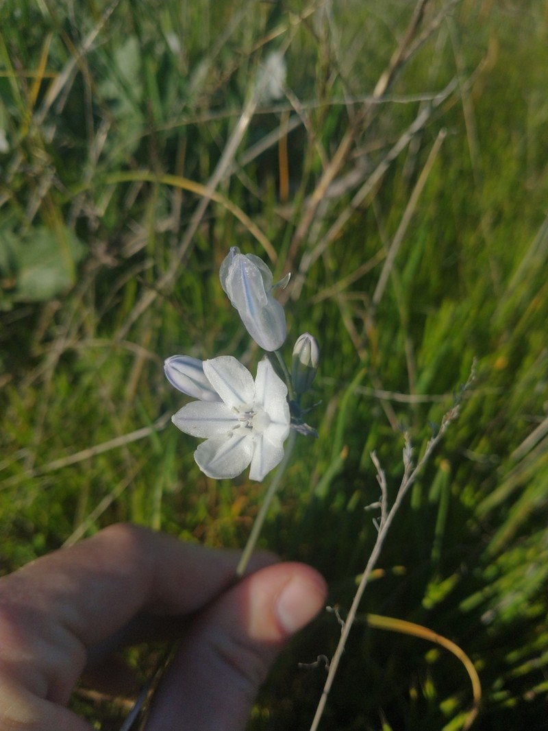 Largeflower Triteleia photo 7