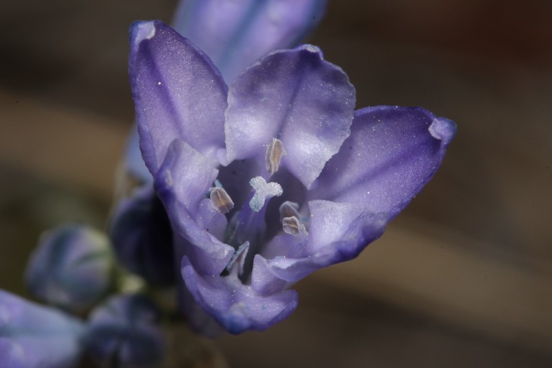 Largeflower Triteleia photo 2