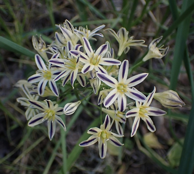 Henderson's Triteleia photo 2