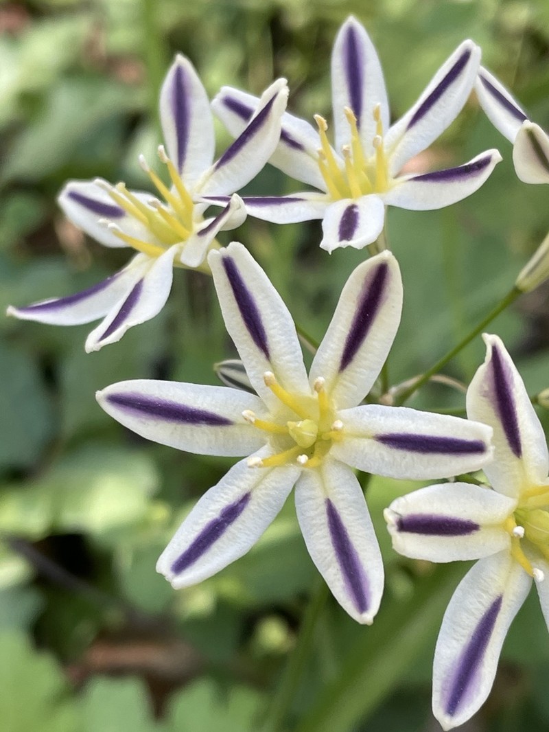 Henderson's Triteleia photo 3