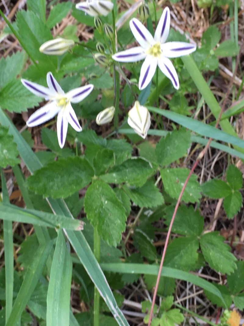 Henderson's Triteleia photo 4