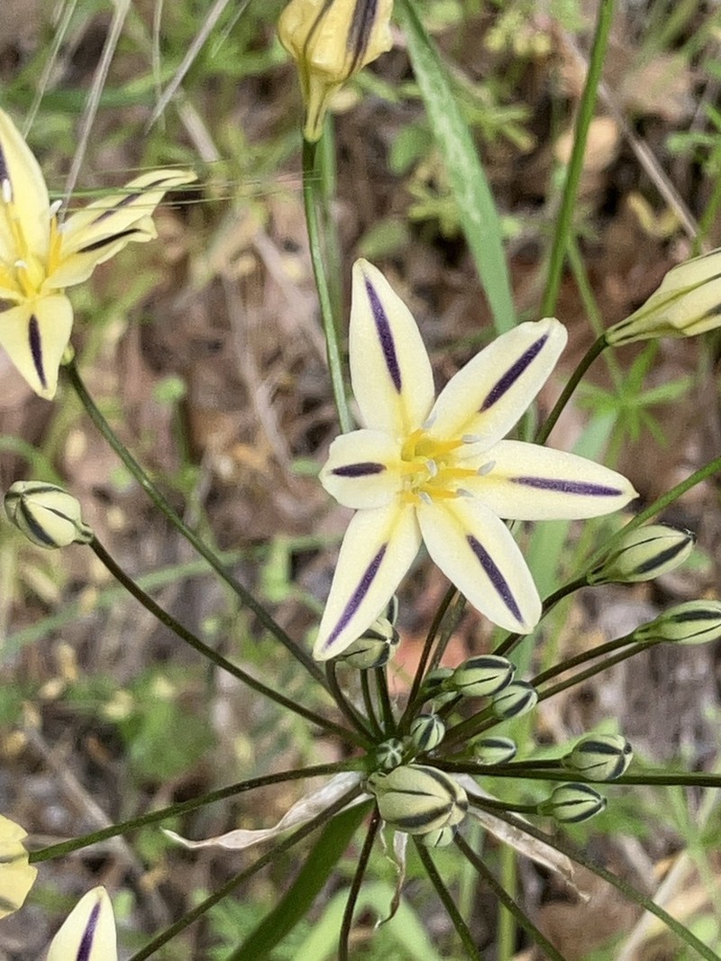 Henderson's Triteleia photo 5